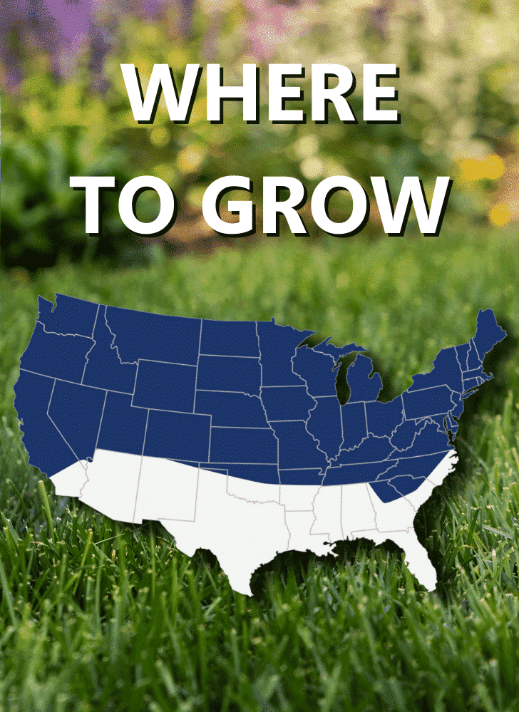Black_Beauty_Ultra_Where_to_Grow_map