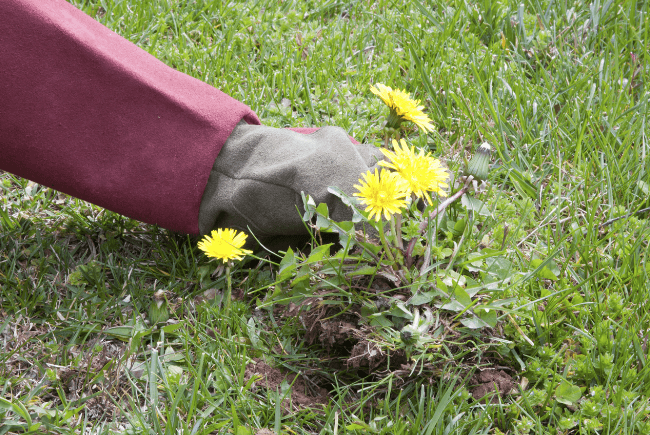 A person wearing a glove pulling dandelions from a lawn.