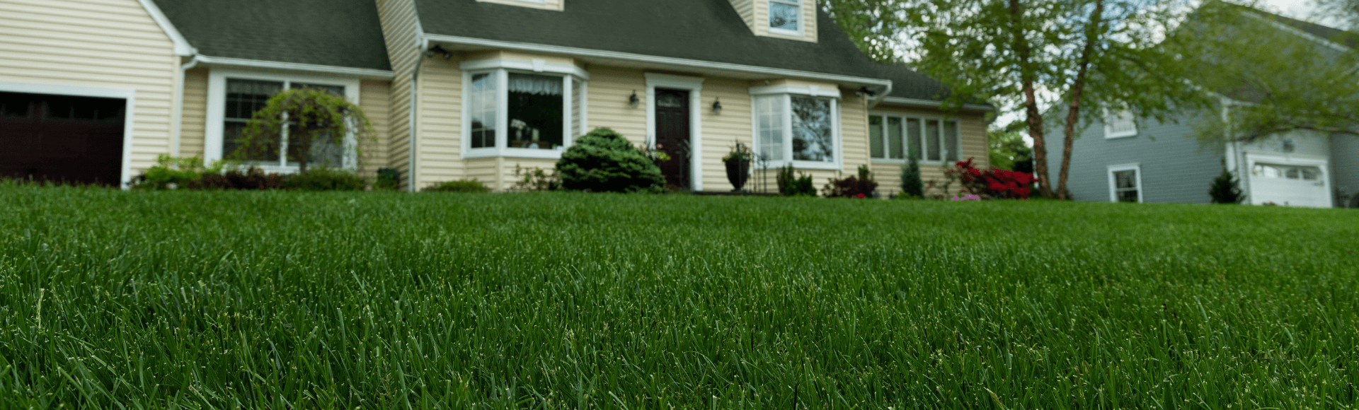 Overseeding Lawns: A Complete How-To Guide