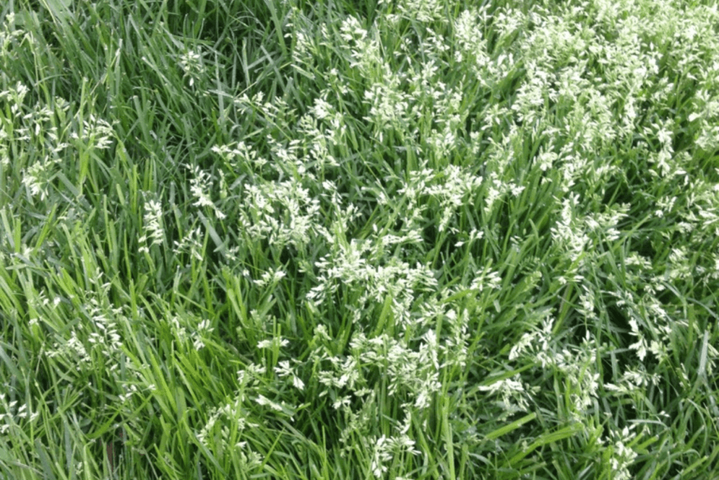 closeup of poa annua