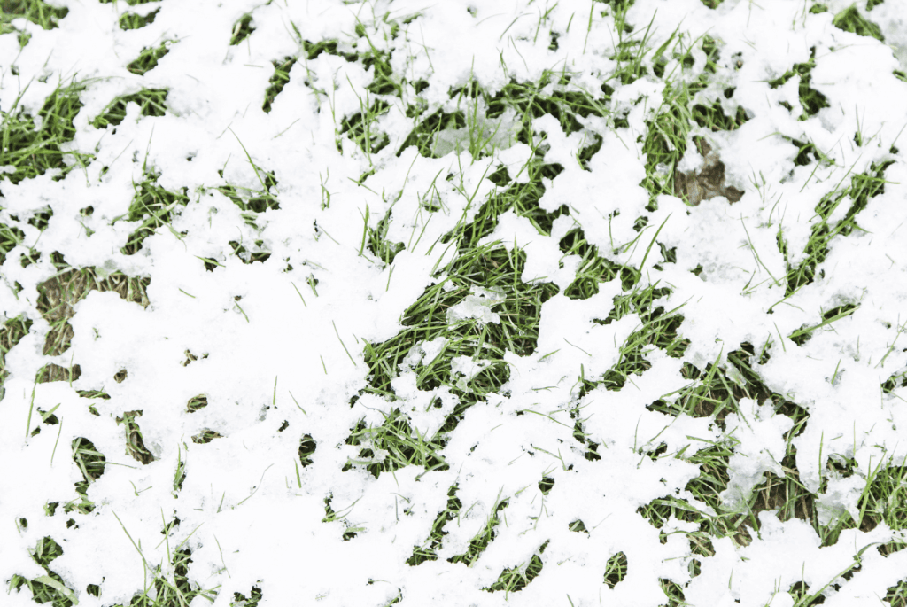 Patchy snow covering grass on the ground.