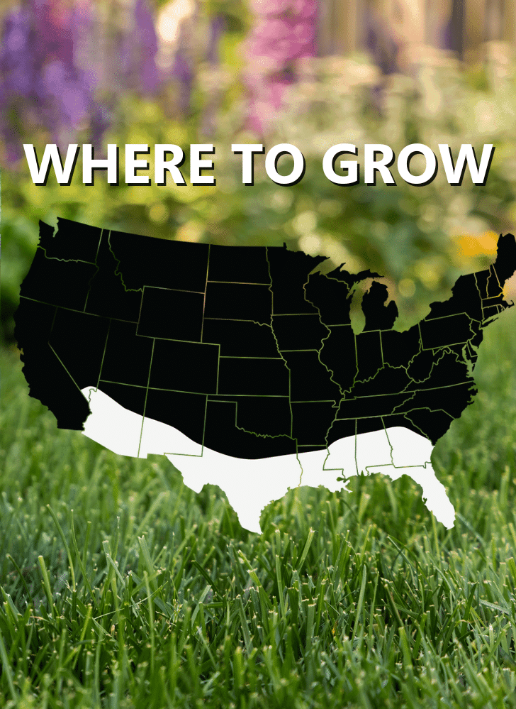 A map of the U.S. with the southern region highlighted in white, labeled "Where to Grow," appears over grass and flowers—perfect for showcasing Black Beauty® Founders Reserve Grass Seed, ideal for drought resistance.