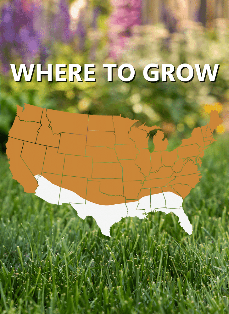 A map of the U.S. shows most states shaded in brown with southern regions unshaded, labeled "WHERE TO GROW," over a grass and garden background—perfect for planting Black Beauty® Founders Reserve Grass Seed.