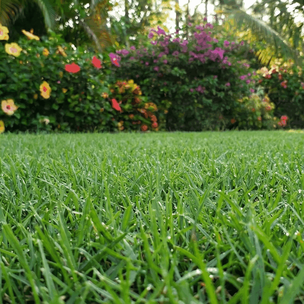 Requires Less Water and Fertilizer