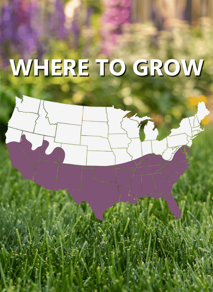 A map of the US highlights southern states in purple with "WHERE TO GROW" above, showing ideal areas for Veri-Green Southern Weed & Feed. Grass and flowers are featured in the background.