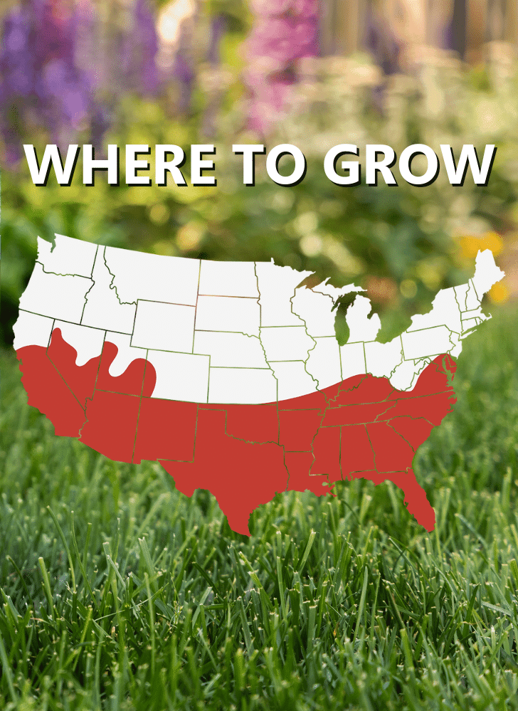 Map of the United States with southern states highlighted in red, showing regions where a specific plant or grass can be grown; text reads "Where to Grow.