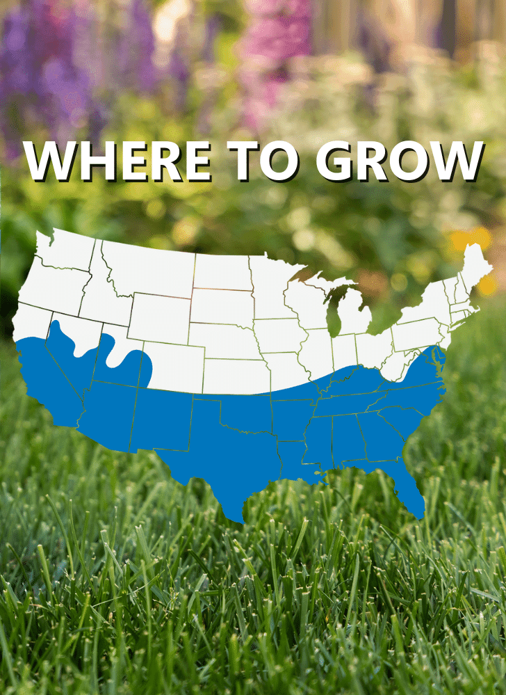 Map of the United States with the southern region shaded blue, indicating suitable areas for growing a specific plant; text reads “Where to Grow.”.