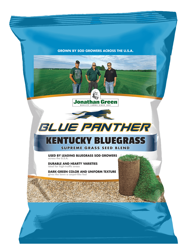 Blue Panther® Kentucky Bluegrass Grass Seed