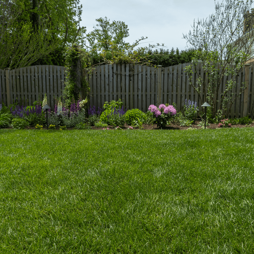 Quickly Green up a Dull Lawn