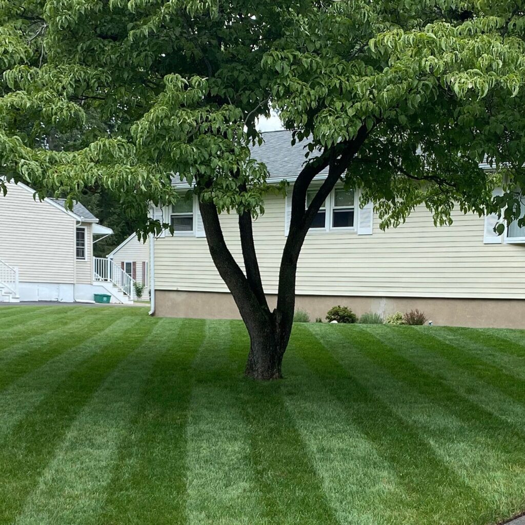 Perfect for Under Trees